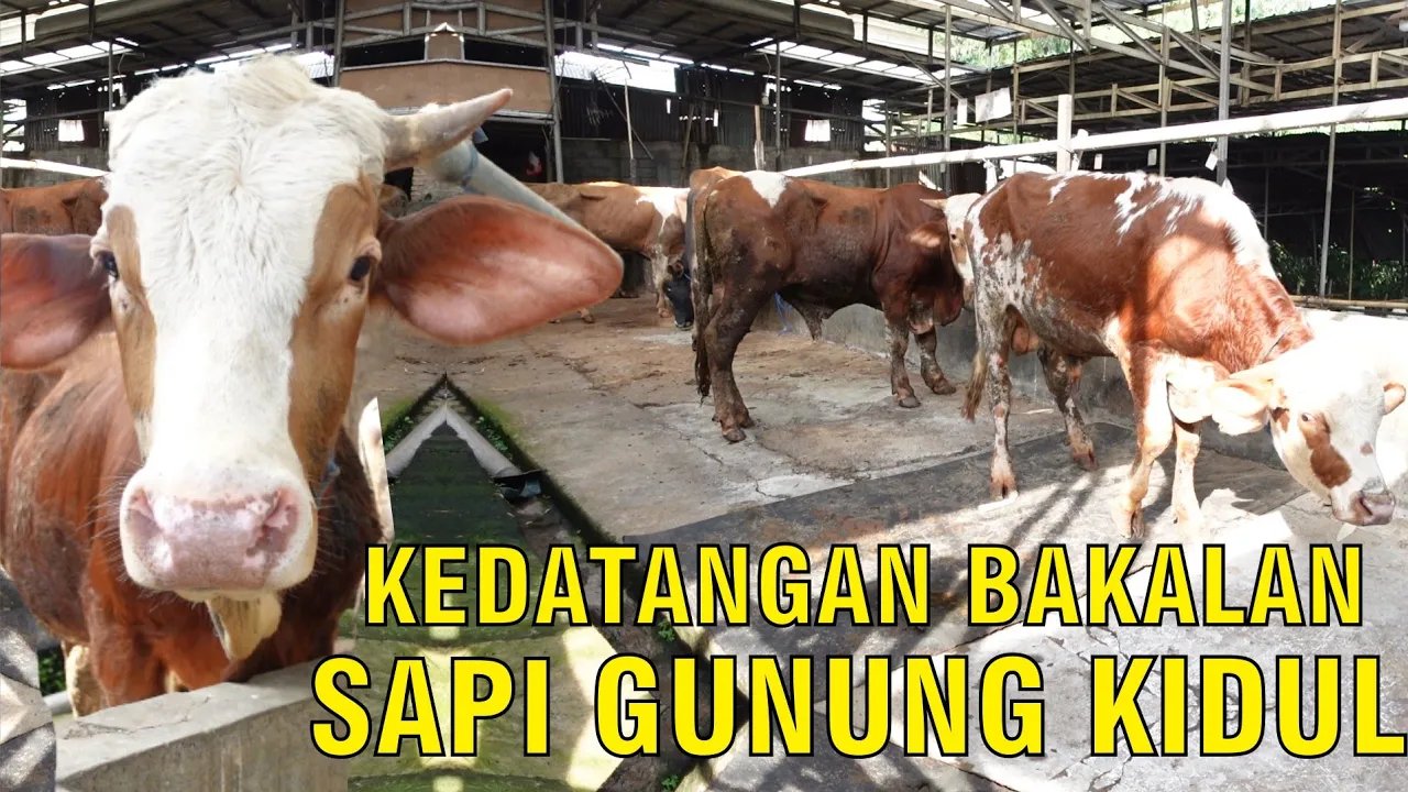 
                                 Kedatangan-Sapi-Asal-Yogya-Gunung-Kidul